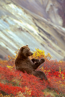 Grizzly bear sitting in the blueberries. Image V022.
