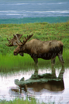 Bull moose in Denali. Image v003.
